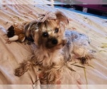 Small Photo #1 Yorkshire Terrier Puppy For Sale in BROOKHAVEN, MS, USA