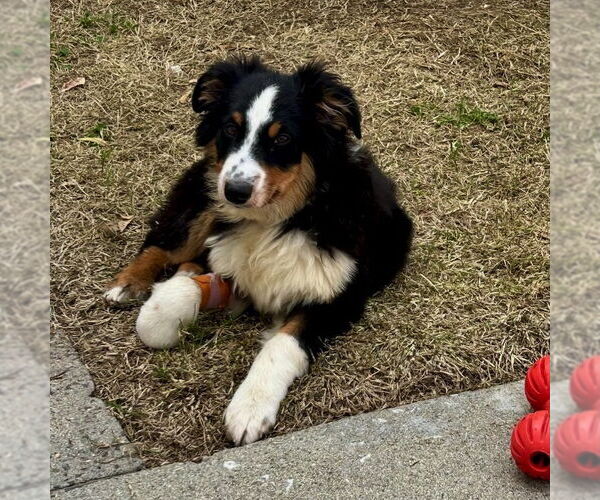 Medium Photo #5 Australian Shepherd Puppy For Sale in San Juan Capistrano, CA, USA