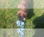 Small #18 Mastiff