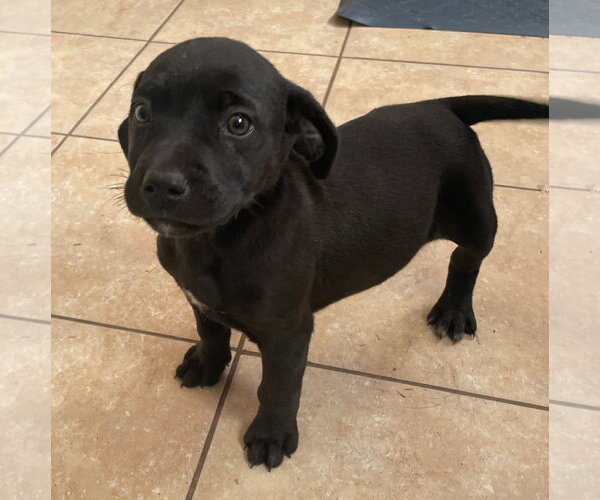 Medium Photo #2 Catahoula Leopard Dog-Unknown Mix Puppy For Sale in Tracy City, TN, USA