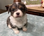 Small Photo #4 American Corgi Puppy For Sale in PRYOR, OK, USA