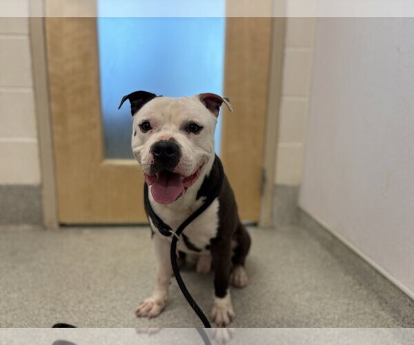 Medium Photo #1 American Pit Bull Terrier Puppy For Sale in Fort Collins, CO, USA
