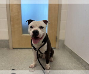 American Pit Bull Terrier Dogs for adoption in Fort Collins, CO, USA