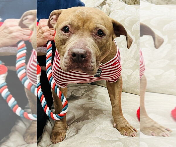 Medium Photo #3 Mutt Puppy For Sale in Mundelein, IL, USA