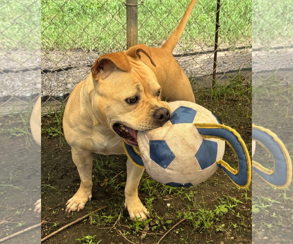 Medium Photo #9 Bulldog-Staffordshire Bull Terrier Mix Puppy For Sale in Houston, TX, USA