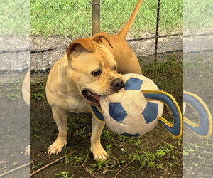 Moo Deng - Female Bulldog-Staffordshire Bull Terrier Mix Dog for Adoption - Photo #9