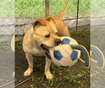 Small Photo #9 Bulldog-Staffordshire Bull Terrier Mix Puppy For Sale in Houston, TX, USA