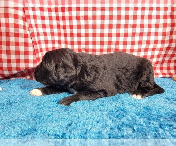 Medium Photo #9 Golden Mountain Dog Puppy For Sale in BLACK FOREST, CO, USA