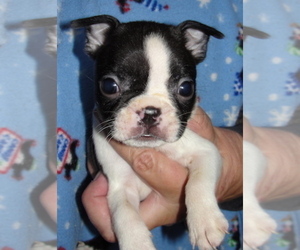 Boston Terrier Puppy for sale in CRKD RVR RNCH, OR, USA