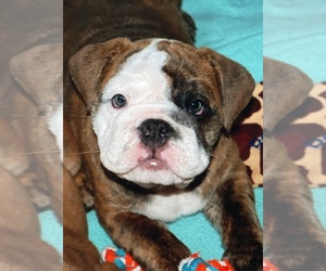 Bulldog Puppy for Sale in NORCO, California USA