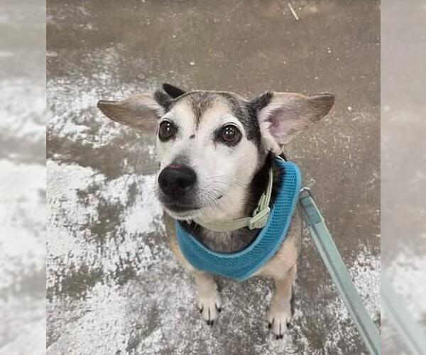 Medium Photo #3 Beagle-Unknown Mix Puppy For Sale in Plover, WI, USA