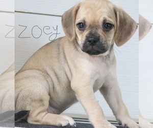 Puggle Puppy for sale in SHADE GAP, PA, USA