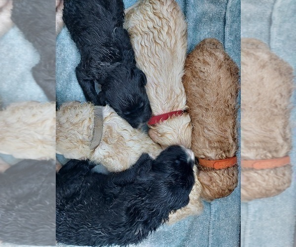 Medium Photo #64 Bordoodle Puppy For Sale in COPPERAS COVE, TX, USA