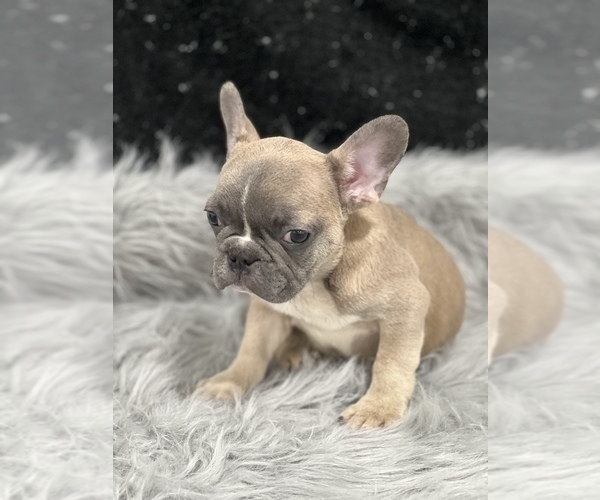 Medium Photo #8 French Bulldog Puppy For Sale in WEST COLUMBIA, SC, USA