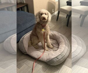 Labradoodle Dogs for adoption in Orlando, FL, USA