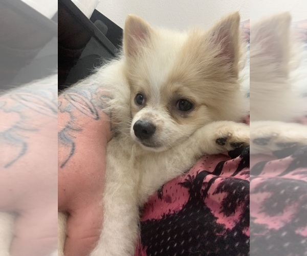 View Ad Pomeranian Puppy for Sale near Texas, TIMPSON