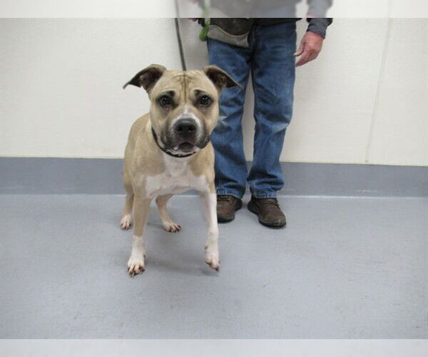 Medium Photo #2 Staffordshire Bull Terrier-Unknown Mix Puppy For Sale in Louisville, KY, USA