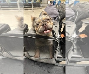 Mother of the French Bulldog puppies born on 04/03/2025
