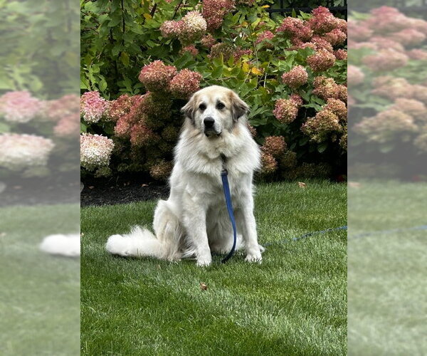 Medium Photo #2 Great Pyrenees Puppy For Sale in Croydon, NH, USA