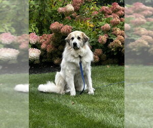 Storm- sponsored adoption fee - Female Great Pyrenees Dog for Adoption - Photo #2