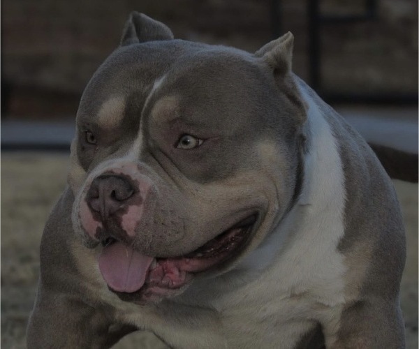 Medium Photo #13 American Bully Puppy For Sale in CHARLOTTE, NC, USA