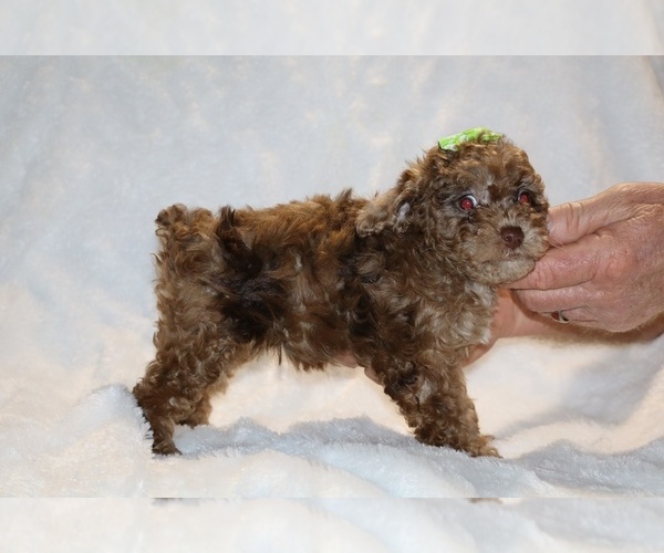 Medium Photo #11 Poodle (Toy) Puppy For Sale in DYERSBURG, TN, USA