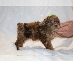 Small #10 Poodle (Toy)