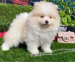 Pomeranian Puppy for sale in THONOTOSASSA, FL, USA