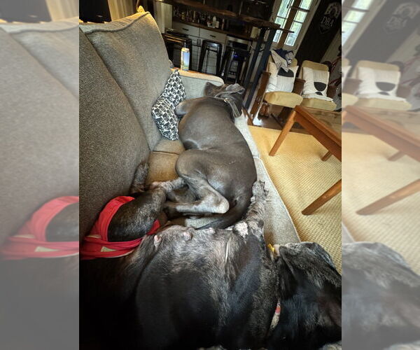 Medium Photo #4 American Pit Bull Terrier-Bulldog Mix Puppy For Sale in Raleigh, NC, USA