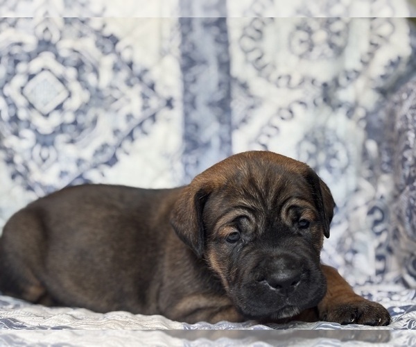 Medium Photo #2 Cane Corso Puppy For Sale in NEWTON, NJ, USA