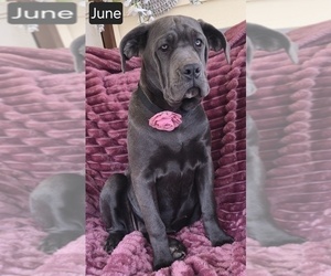Cane Corso Puppy for sale in MINERAL WELLS, WV, USA
