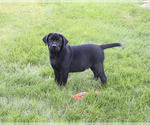 Image preview for Ad Listing. Nickname: Shawn