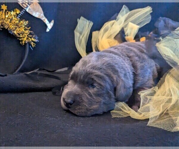 Medium Photo #7 Labrador Retriever Puppy For Sale in PALMYRA, VA, USA