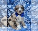 Small Photo #1 Aussiedoodle Puppy For Sale in LANCASTER, PA, USA