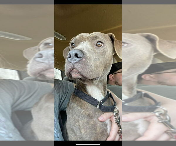 Medium Photo #7 Mutt Puppy For Sale in Abbeville, LA, USA