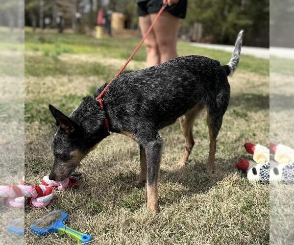 Medium Photo #3 Mutt Puppy For Sale in Yardley, PA, USA