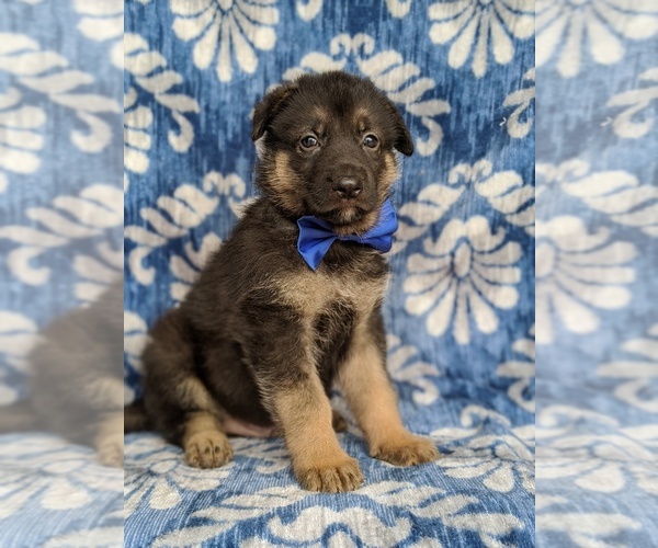 Medium Photo #1 German Shepherd Dog Puppy For Sale in KIRKWOOD, PA, USA