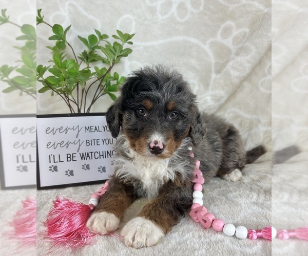 Medium Photo #4 Bernedoodle (Miniature) Puppy For Sale in INDIANAPOLIS, IN, USA