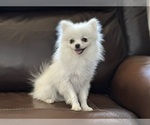 Small Photo #2 Pomeranian Puppy For Sale in ANTELOPE, CA, USA