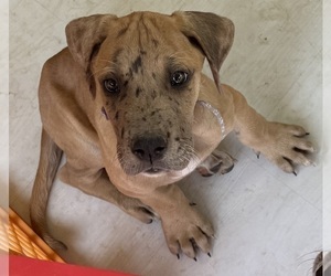 Medium Great Dane