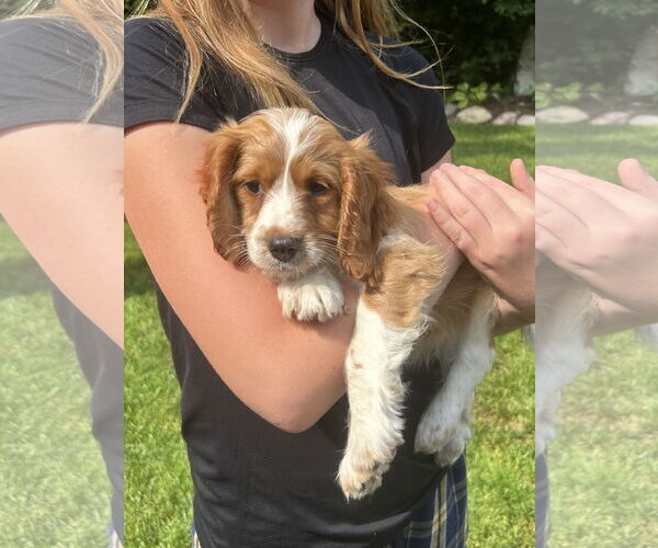 Medium Photo #2 Cavalier King Charles Spaniel Puppy For Sale in Brooklyn Center, MN, USA