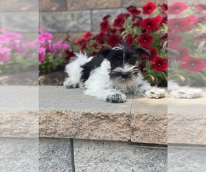 Schnauzer (Miniature) Puppy for sale in CANOGA, NY, USA
