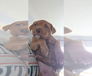 American Pit Bull Terrier Puppy for sale in CHARLOTTE, NC, USA