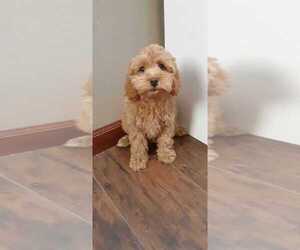Cavapoo Puppy for sale in SAINT PAUL, MN, USA