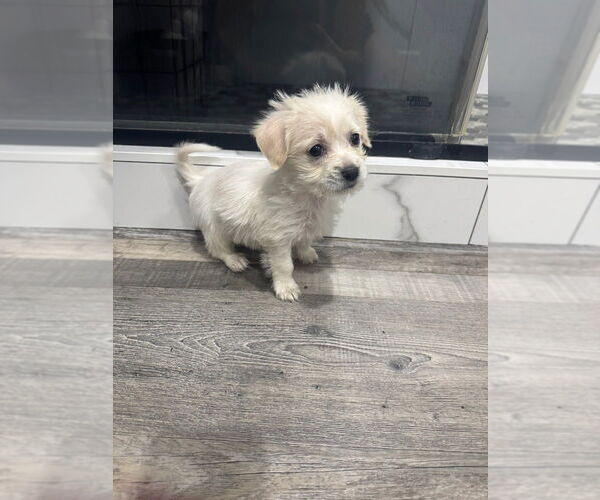 Medium Photo #1 Chihuahua Puppy For Sale in Pacifica, CA, USA