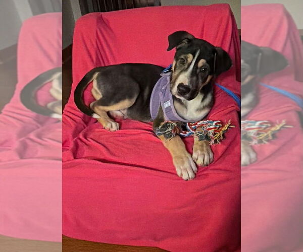 Medium Photo #4 Mutt Puppy For Sale in Springdale, PA, USA