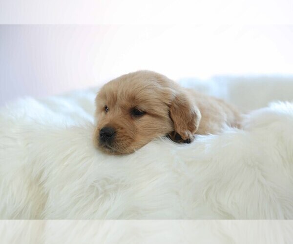 Medium Photo #3 Golden Retriever Puppy For Sale in MEMPHIS, MO, USA