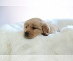 Small Photo #3 Golden Retriever Puppy For Sale in MEMPHIS, MO, USA