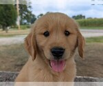 Puppy Harlow Golden Retriever