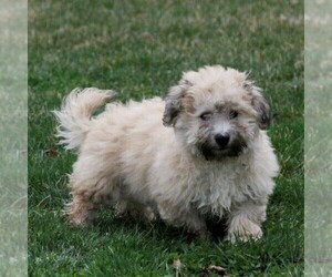 Havanese Puppy for sale in DANVILLE, PA, USA